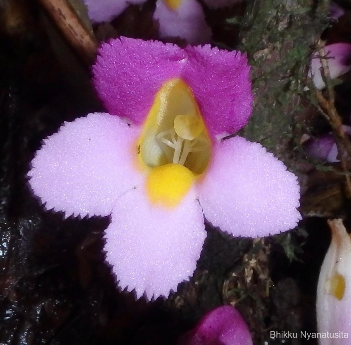 Christisonia tricolor Gardner